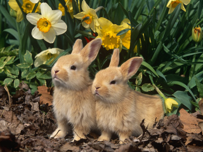Two Young Palamino Domestic Rabbits, Usa by Lynn M. Stone Pricing Limited Edition Print image