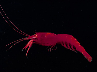 Deep Sea Decapod, Atlantic Ocean Photographed At Surface by David Shale Pricing Limited Edition Print image