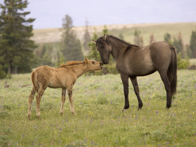 Mustang / Wild Horse Filly Touching Nose Of Mare From Another Band, Montana, Usa by Carol Walker Pricing Limited Edition Print image