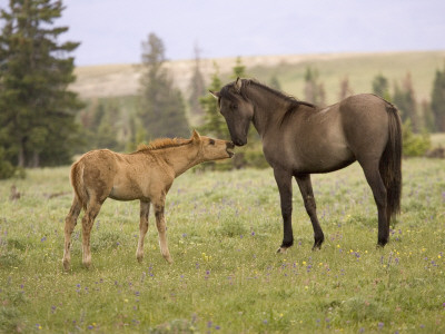 Mustang / Wild Horse Filly Touching Nose Of Mare From Another Band, Montana, Usa by Carol Walker Pricing Limited Edition Print image
