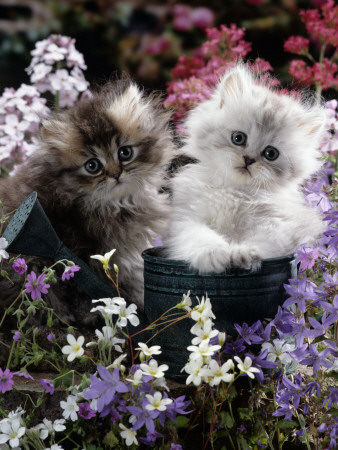 7-Weeks, Gold-Shaded And Silver-Shaded Persian Kittens In Watering Can Surrounded By Flowers by Jane Burton Pricing Limited Edition Print image
