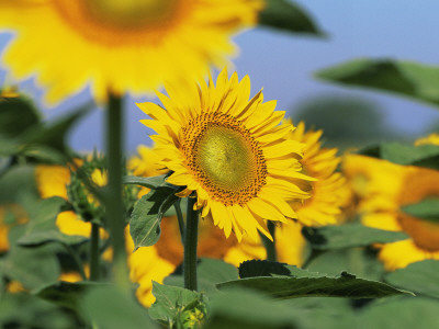 Sunflowers, Illinois, Usa by Lynn M. Stone Pricing Limited Edition Print image