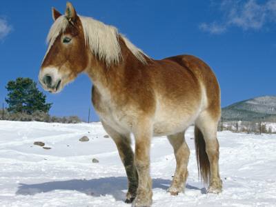 Belgian Horse In Snow, Colorado, Usa by Lynn M. Stone Pricing Limited Edition Print image