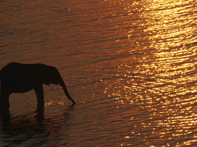 African Elephant, Drinking At Dusk, Chobe National Park, Botswana by Pete Oxford Pricing Limited Edition Print image