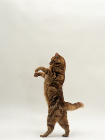 Domestic Cat, Red Tabby British Shorthair Female Standing On Back Legs Trying To Catch Lure by Jane Burton Pricing Limited Edition Print image