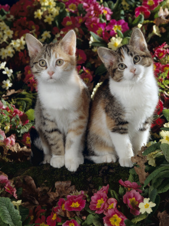 Tabby-Tortoiseshell-And White Kittens, 11-Week Sisters, Among Pink And Yellow Primroses by Jane Burton Pricing Limited Edition Print image