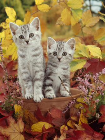 Domestic Cat, 8-Week, Silver Tabby Kittens Among Heather And Autumnal Leaves by Jane Burton Pricing Limited Edition Print image
