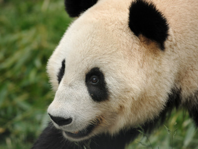 Giant Panda, Female Portrait by Eric Baccega Pricing Limited Edition Print image