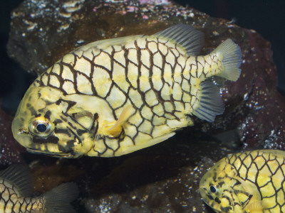 Pineconefish, Seattle Aquarium, Usa by Georgette Douwma Pricing Limited Edition Print image