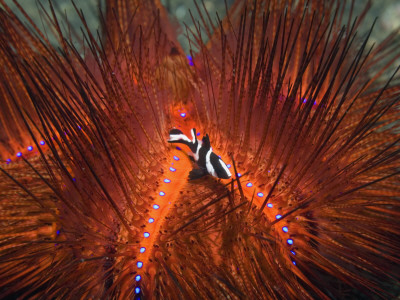Emperor Snapper, Juvenile Sheltering, False Fire Urchin, Lembeh Strait, North Sulawesi, Indonesia by Georgette Douwma Pricing Limited Edition Print image