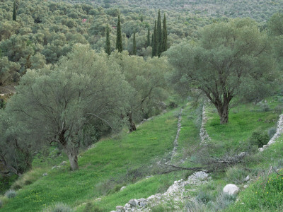 Terraced Olive Grove, Samos, Greece by Rolf Nussbaumer Pricing Limited Edition Print image