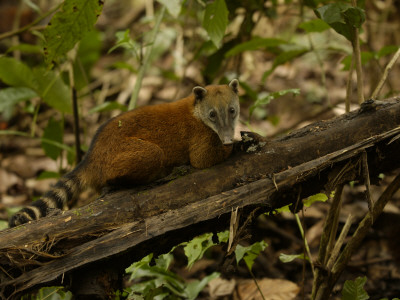 Southern Coati, Amazonia, Ecuador by Pete Oxford Pricing Limited Edition Print image