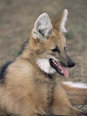 Maned Wolf, Argentina by Gabriel Rojo Pricing Limited Edition Print image