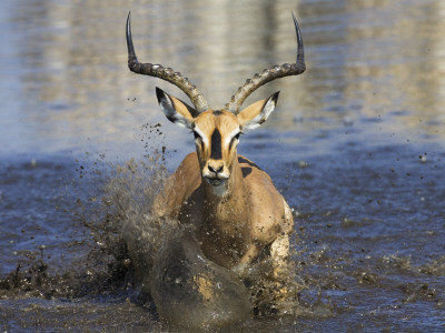 Black Faced Impala, Running Through Water, Namibia by Tony Heald Pricing Limited Edition Print image