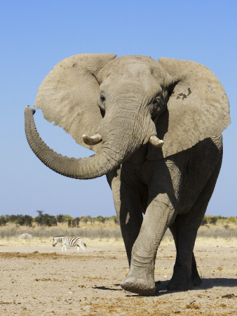 African Elephant, Walking, Namibia by Tony Heald Pricing Limited Edition Print image