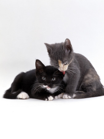 Domestic Cat, Blue Cream Kitten Washing Her Brother's Ear by Jane Burton Pricing Limited Edition Print image