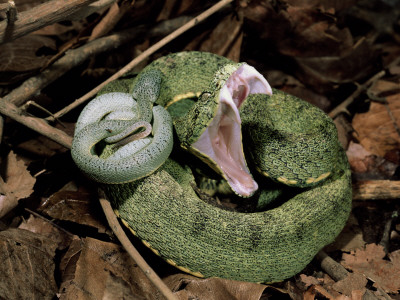 Two Striped Forest Pit Viper Snake With Young, Fangs Open, Amazon Rainforest, Ecuador by Pete Oxford Pricing Limited Edition Print image