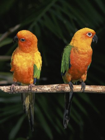 Sun Conures by Lynn M. Stone Pricing Limited Edition Print image