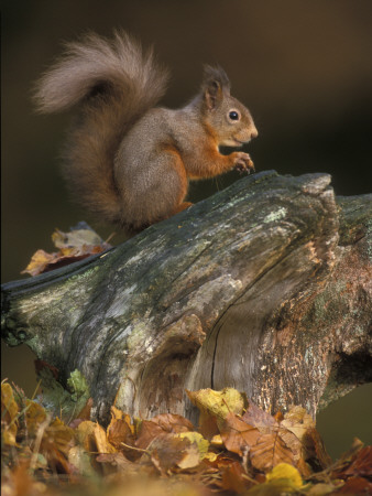 Red Squirrel, Autumn, Cairngorms National Park, Scotland by Pete Cairns Pricing Limited Edition Print image