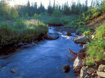 A Stream At Dawn, Kuznetsky Alatau Zapovednik, Russia by Igor Shpilenok Pricing Limited Edition Print image