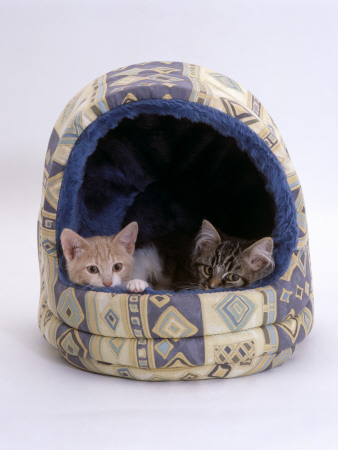 Domestic Cat, Two Kittens In Igloo Bed by Jane Burton Pricing Limited Edition Print image