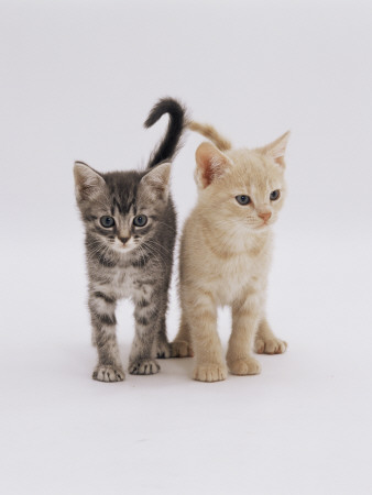 Domestic Cat (Felis Catus) 8-Week-Old Kittens by Jane Burton Pricing Limited Edition Print image