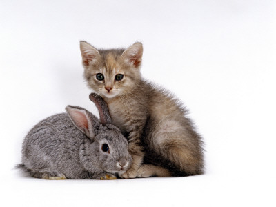 Domestic Cat, Silver Tortoiseshell Kitten With Silver Dwarf Lop Eared Rabbit by Jane Burton Pricing Limited Edition Print image