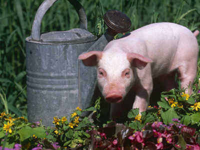 Domestic Piglet Beside Watering Can, Usa by Lynn M. Stone Pricing Limited Edition Print image