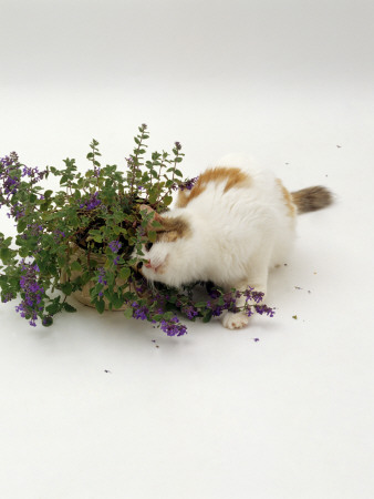 Domestic Cat, Tortoiseshell-And-White Rubbing Herself On Flowering Catmint / Catnip by Jane Burton Pricing Limited Edition Print image