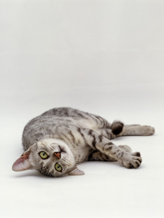 Domestic Cat, Silver Egyptian Mau Rolling by Jane Burton Pricing Limited Edition Print image