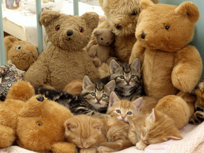 Domestic Cat, Five Kittens In Cot With Teddy Bears by Jane Burton Pricing Limited Edition Print image