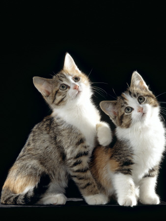 Domestic Cat, Two 8-Week Tabby Tortoiseshell And White Kittens by Jane Burton Pricing Limited Edition Print image