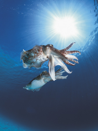 Broadclub Cuttlefish Mating, Sulu-Sulawesi Seas, Indo-Pacific by Jurgen Freund Pricing Limited Edition Print image