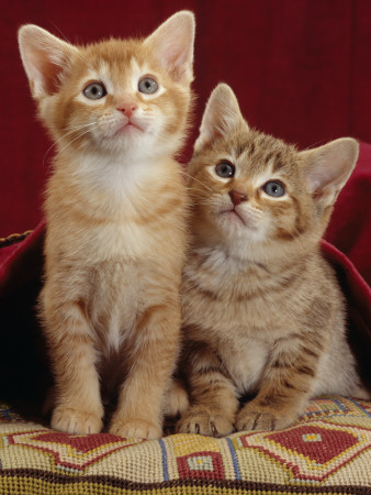 Domestic Cat, Portrait Of Ginger And Spotted-Tabby Kittens Under Red Velours Curtain by Jane Burton Pricing Limited Edition Print image