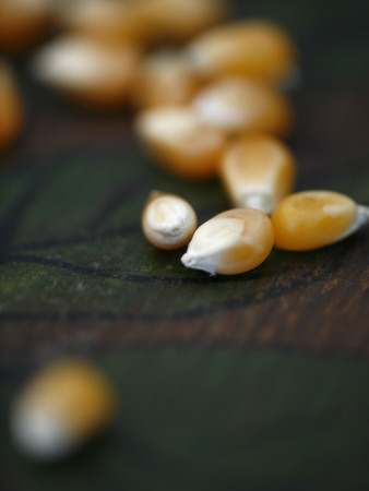 Kernels Close Up I by Nicole Katano Pricing Limited Edition Print image