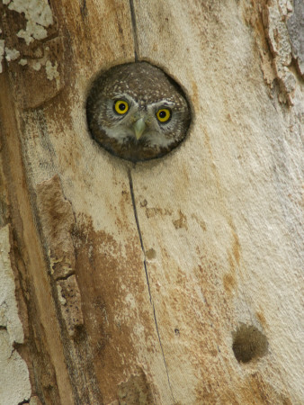 Northern Pygmy Owl, Adult Looking Out Of Nest Hole In Sycamore Tree, Arizona, Usa by Rolf Nussbaumer Pricing Limited Edition Print image