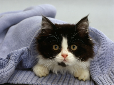 Domestic Cat, Black-And-White Semi-Longhaired Kitten In Blue Pullover by Jane Burton Pricing Limited Edition Print image