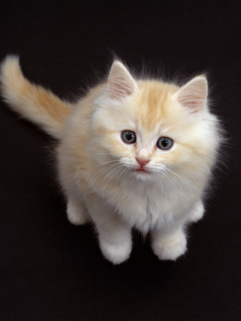 Domestic Cat, Cream Persian-Cross Kitten Sitting, Shot From Above by Jane Burton Pricing Limited Edition Print image