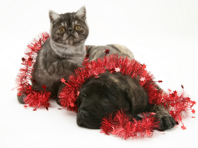 Smoke Exotic Kitten With Brindle English Mastiff Puppy Wrapped With Christmas Tinsel by Jane Burton Pricing Limited Edition Print image