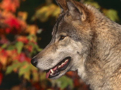 Grey Wolf, Head Profile, Montana, Usa by Lynn M. Stone Pricing Limited Edition Print image