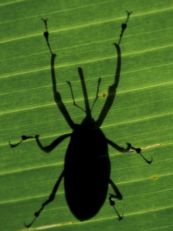 Weevil Silhouette Through Leaf, Sulawesi, Indonesia by Solvin Zankl Pricing Limited Edition Print image