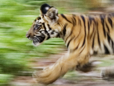 Tiger Cub Running, Four-Month-Old, Bandhavgarh National Park, India by Tony Heald Pricing Limited Edition Print image