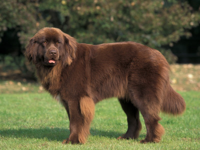 Brown Newfoundland Portrait by Adriano Bacchella Pricing Limited Edition Print image