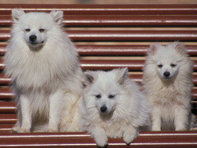 Domestic Dogs, Volpino Italiano / Italian Spitz Family by Adriano Bacchella Pricing Limited Edition Print image