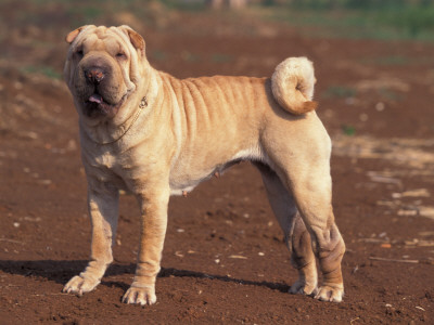 Shar Pei Portrait by Adriano Bacchella Pricing Limited Edition Print image