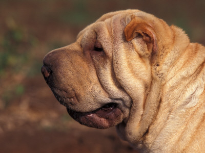 Shar Pei Portrait Showing Wrinkles On Head And Neck by Adriano Bacchella Pricing Limited Edition Print image