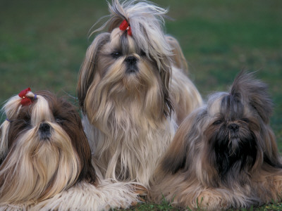 Domestic Dogs, Three Shih Tzus Sitting Or Lying On Grass With Their Hair Tied Up by Adriano Bacchella Pricing Limited Edition Print image