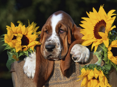 Bassett Hound Pup With Sunflowers by Lynn M. Stone Pricing Limited Edition Print image