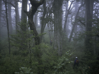 Walking Through Forest, Chile by Michael Brown Pricing Limited Edition Print image