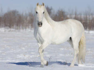 Grey Andalusian Stallion Portrait In Snow, Longmont, Colorado, Usa by Carol Walker Pricing Limited Edition Print image